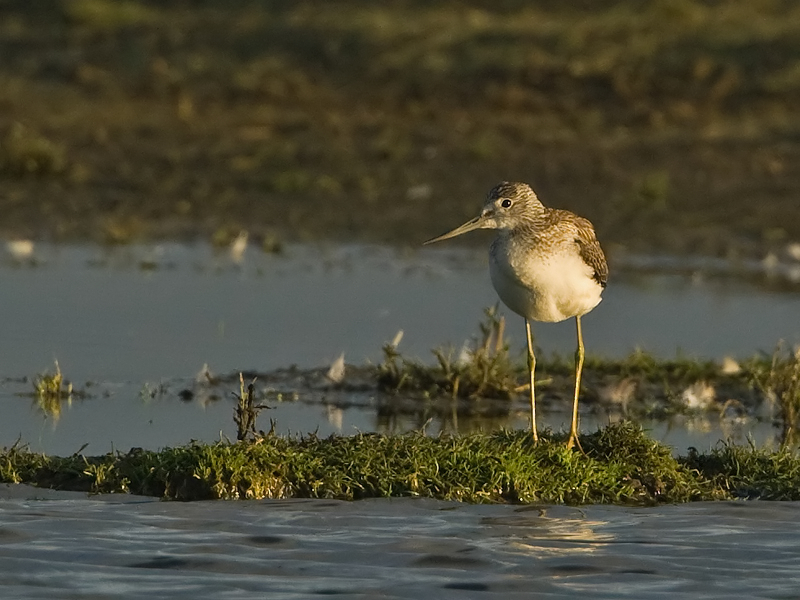 Tringa nebularia Groenpootruiter Common Greenshank